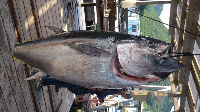 海上釣り堀で青物を釣りたい それならエサはコレを使え ナギの生活ラボ